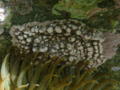 Lithothamnion phymatodeum