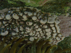 Lithothamnion phymatodeum