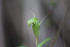 Pterostylis brumalis