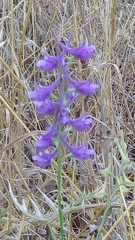 Delphinium peregrinum