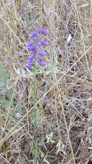 Delphinium peregrinum