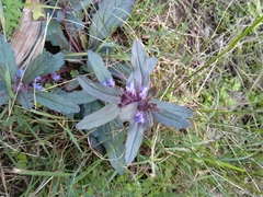 Australian Bugle (Ajuga australis)