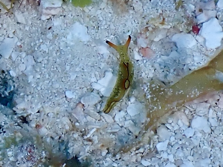 Lettuce slug