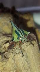 Umbonia crassicornis