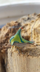 Umbonia crassicornis