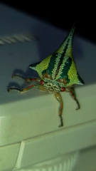 Umbonia crassicornis