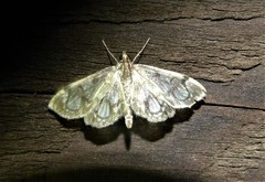 Anania coronata