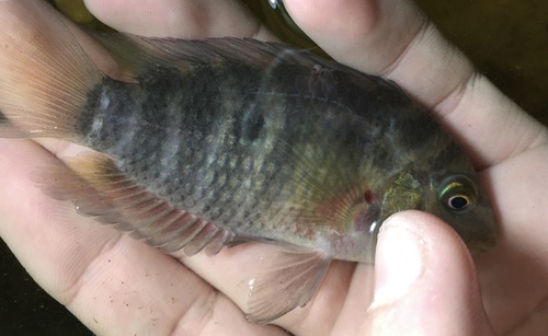 Pretty acara (Australoheros scitulus) — Cichlidae — 2