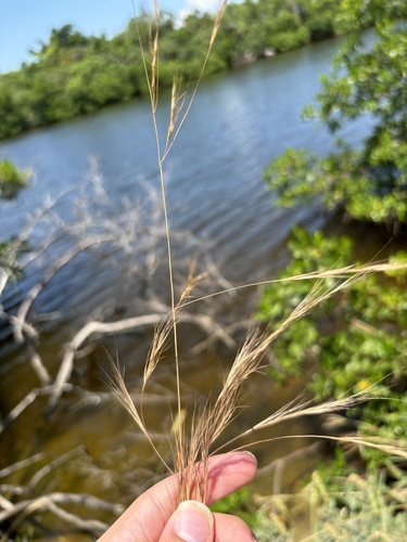 Image of Aristida patula by (c) Kristály Cravens-Liszak, some rights reserved (CC BY)