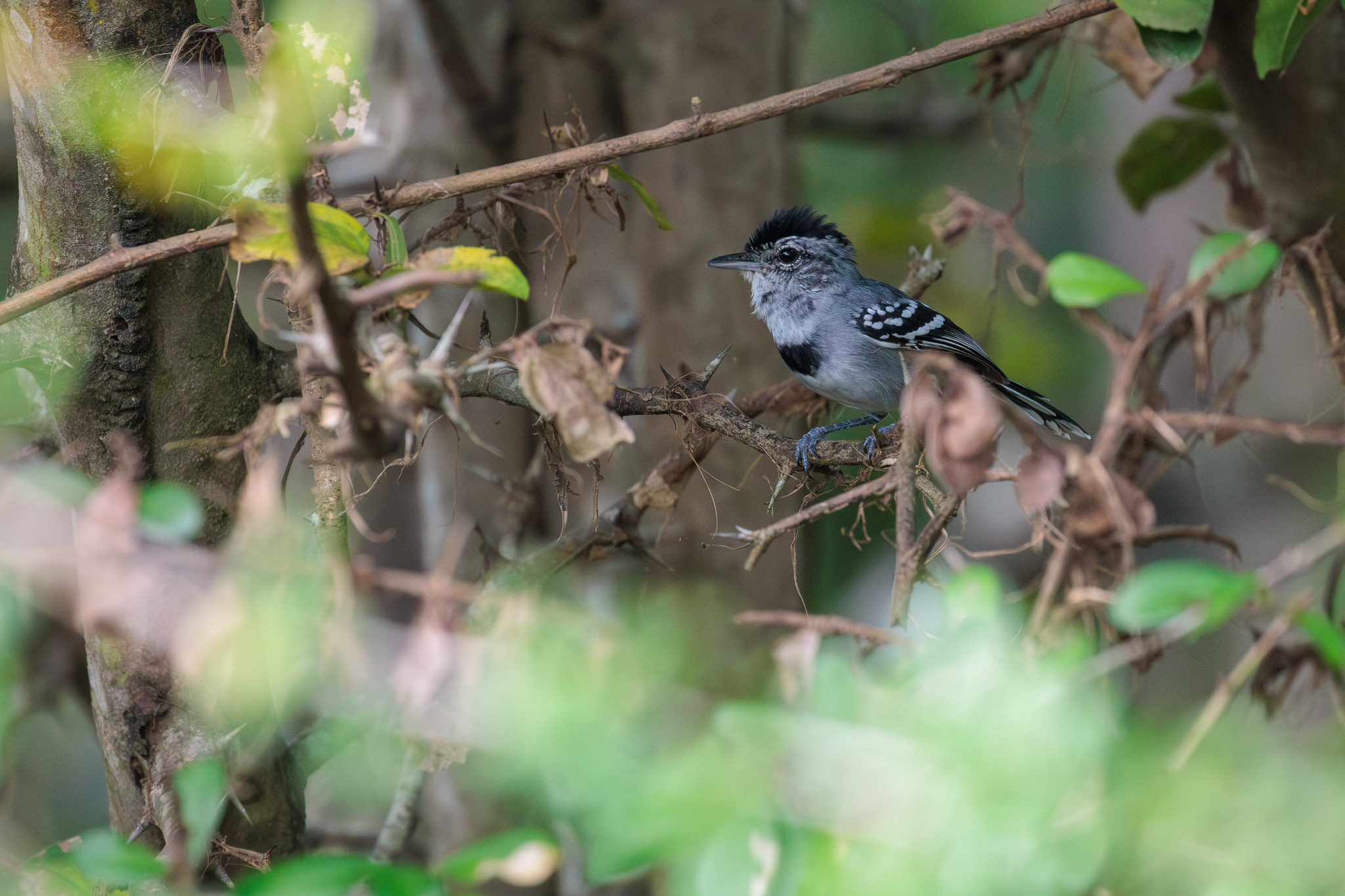 Pectoral Antwren (Herpsilochmus pectoralis), photo 4