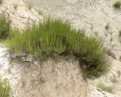 Artemisia salsoloides