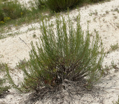 Artemisia salsoloides