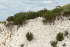 Artemisia salsoloides