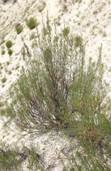 Artemisia salsoloides