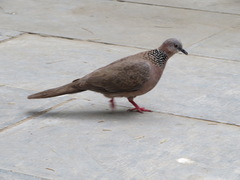 Streptopelia chinensis