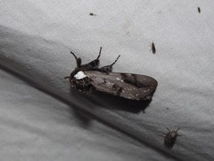 Psalidostetha banksiae