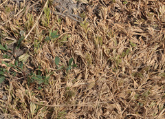 Sclerochloa dura