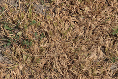 Sclerochloa dura