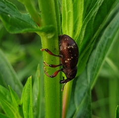 Hylobius transversovittatus