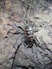 Neostylopyga rhombifolia