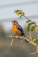 Rufous-Tailed Plantcutter photo 2