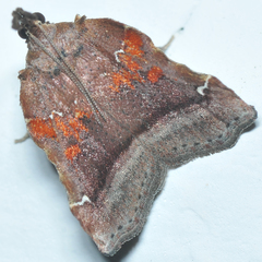 Clydonopteron sacculana