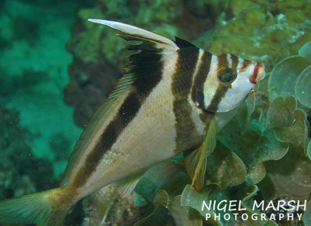 Western Crested Morwong