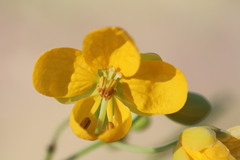Senna planitiicola
