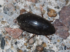 Sternolophus rufipes