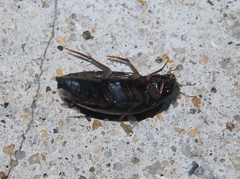 Sternolophus rufipes