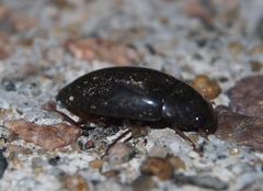 Sternolophus rufipes