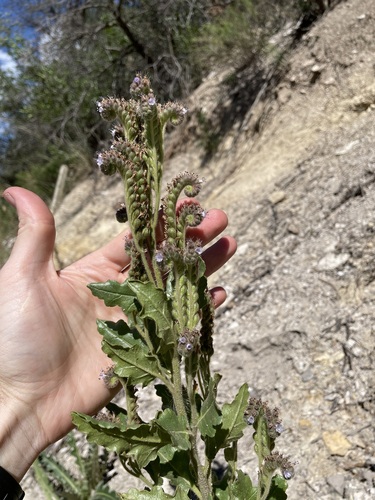 Cloudcroft phacelia (Phacelia cloudcroftensis)