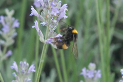 Bombus terrestris