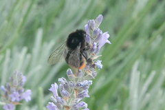 Bombus