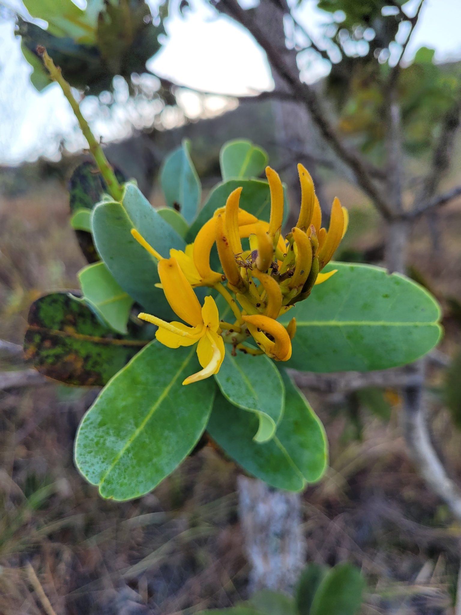 Vochysia elliptica