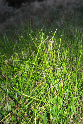 Isolepis distigmatosa, photograph 3