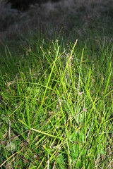 Isolepis distigmatosa