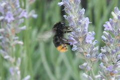 Bombus