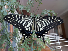 Papilio xuthus