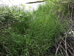 Torreyochloa pallida