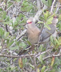 Urocolius indicus transvaalensis