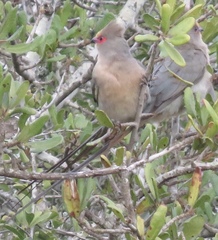 Urocolius indicus transvaalensis