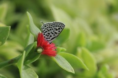 Tarucus sybaris linearis