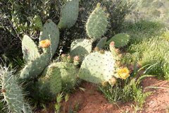 Opuntia oricola