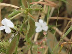 Barleria elegans orientalis