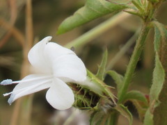 Barleria elegans orientalis