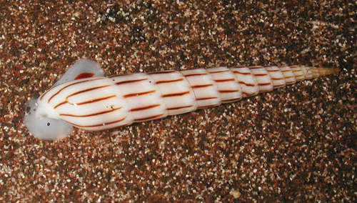 Hastula lanceata observed 2007-04-19