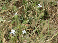 Barleria elegans orientalis