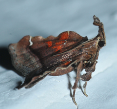 Clydonopteron sacculana