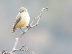 Anthoscopus caroli hellmayri